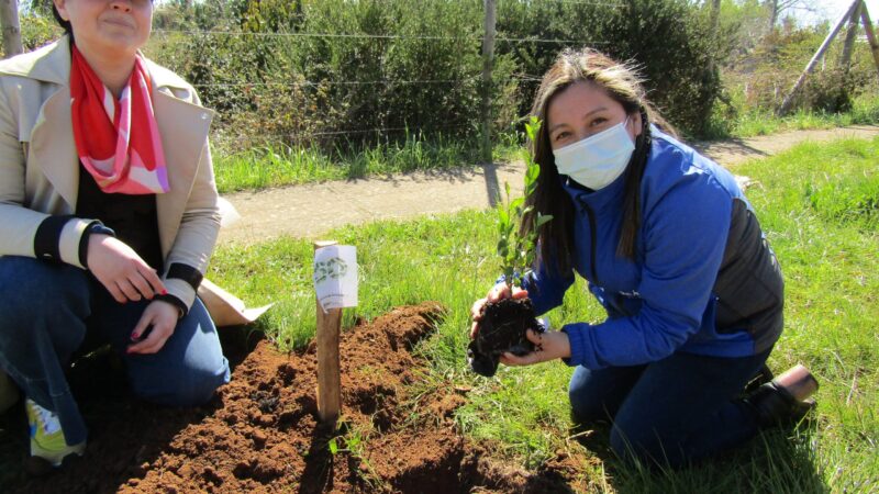 Con 50 árboles nativos crean cordón verde para mejorar tránsito peatonal en Los Álamos