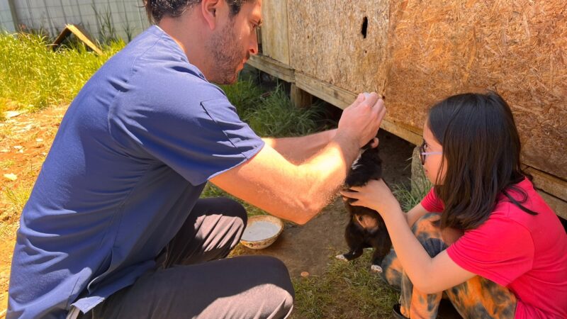 Más de 100 mascotas fueron esterilizadas gratuitamente en Lebu