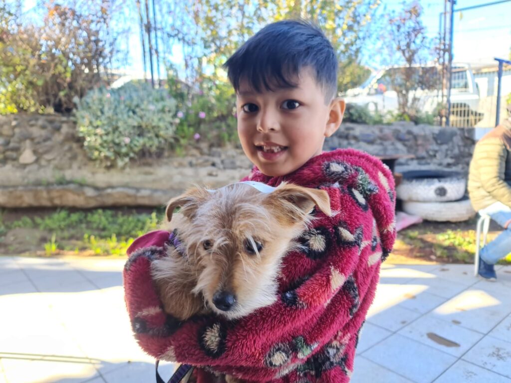 120 mascotas fueron esterilizadas y recibieron chip de identificación gratuitamente en Cañete