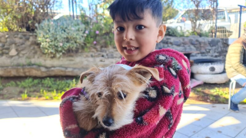 120 mascotas fueron esterilizadas y recibieron chip de identificación gratuitamente en Cañete