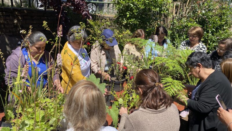 Áreas verdes de cerro David Fuentes en Talcahuano se transforman con taller de jardinería