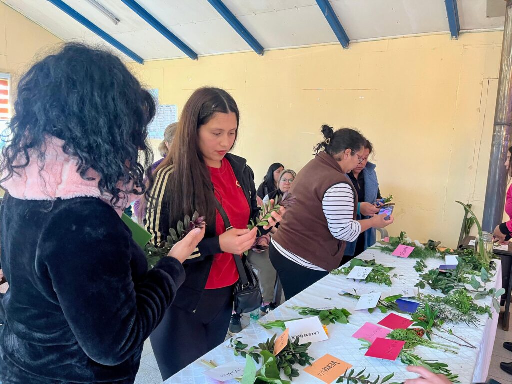 Vecinas de Pehuén exploran el uso de hierbas medicinales en taller de Quiero Mi Barrio