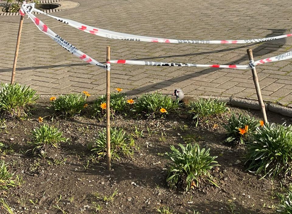 Parque Humedal Los Batros inicia temporada de nidificación con nuevos registros de queltehues