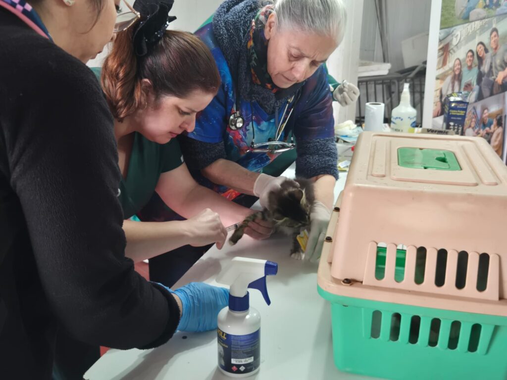 Minvu y UDLA acercan operativo veterinario a familias de Colico Norte en Curanilahue