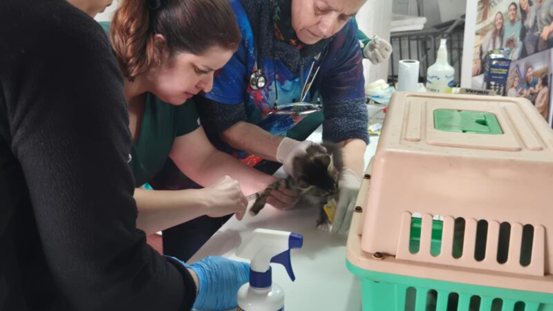 Minvu y UDLA acercan operativo veterinario a familias de Colico Norte en Curanilahue